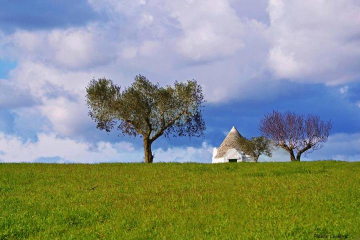 a large green field with trees in the background