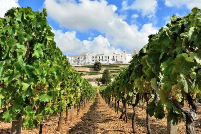 a group of palm trees