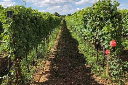 a dirt path in a garden