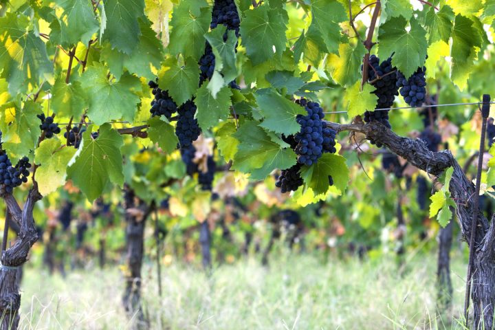 a tree in the middle of a lush green field