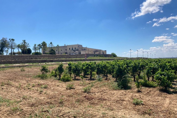 Puglia wineries